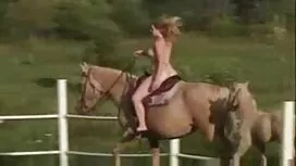 Gầy chó ở sân sau hậ ...